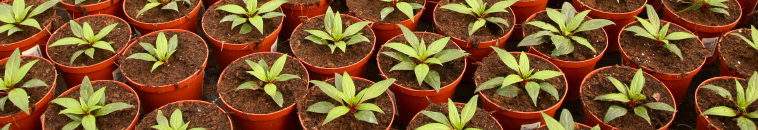  Nursery and Christmas Tree Production 